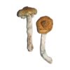 Vietnamese Mushrooms