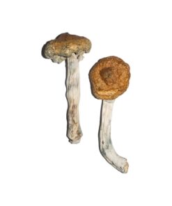 Vietnamese Mushrooms