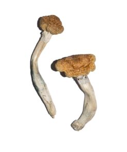 Vietnamese Mushrooms