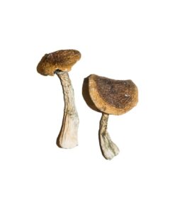 Wavy Caps Magic Mushrooms