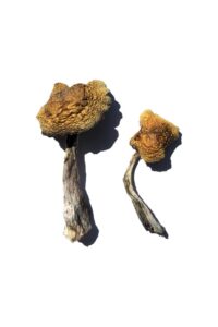                                           Wollongong Magic Mushrooms      