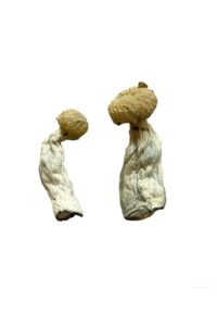 Entheogen Explosion Mushrooms