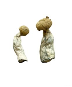 Entheogen Explosion Mushrooms