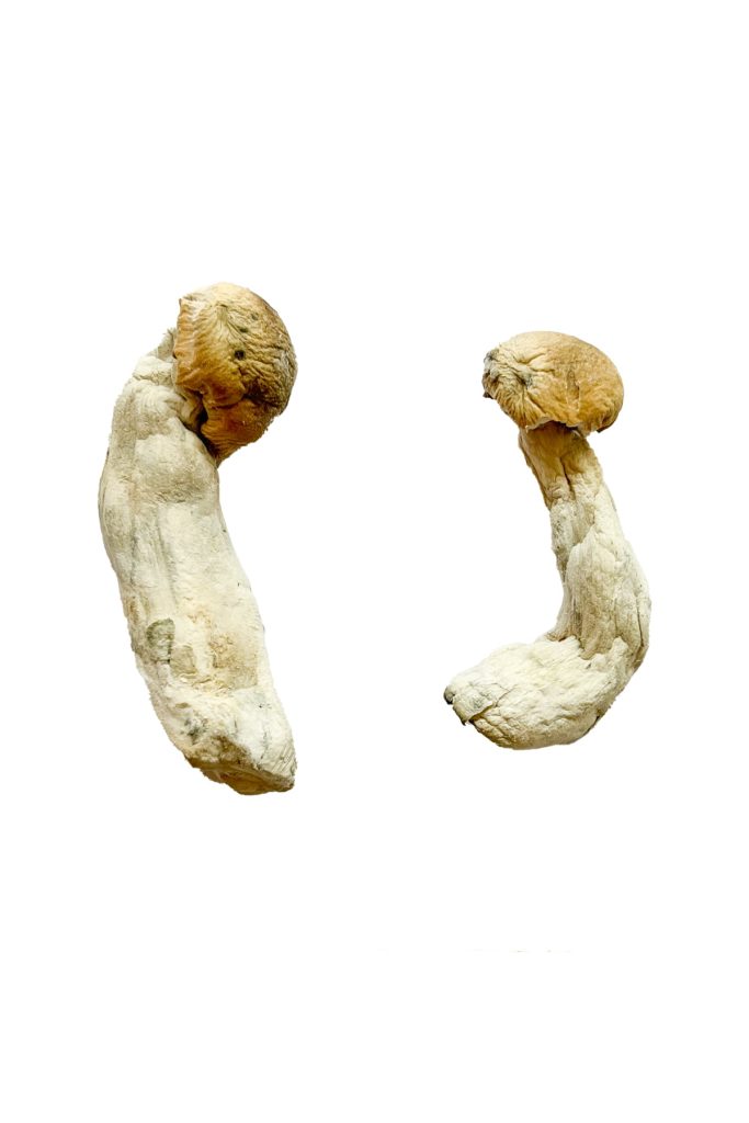 Yeti Magic Mushrooms slide 2 Yeti Magic Mushrooms