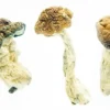Featured Special ‘Half Oz’ Mushrooms