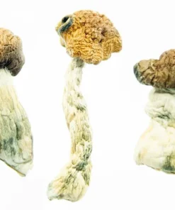 Featured Special ‘Half Oz’ Mushrooms