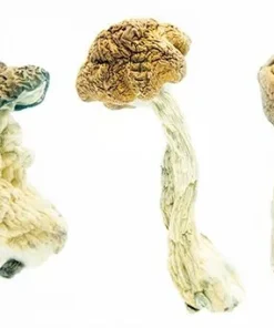 Featured Special ‘Half Oz’ Mushrooms
