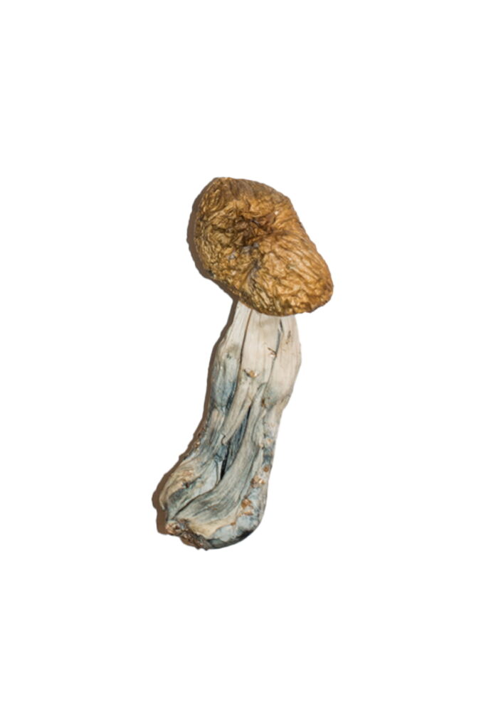 Magic mushrooms can actually be used to treat severe psychological distress, anxiety and depression.
