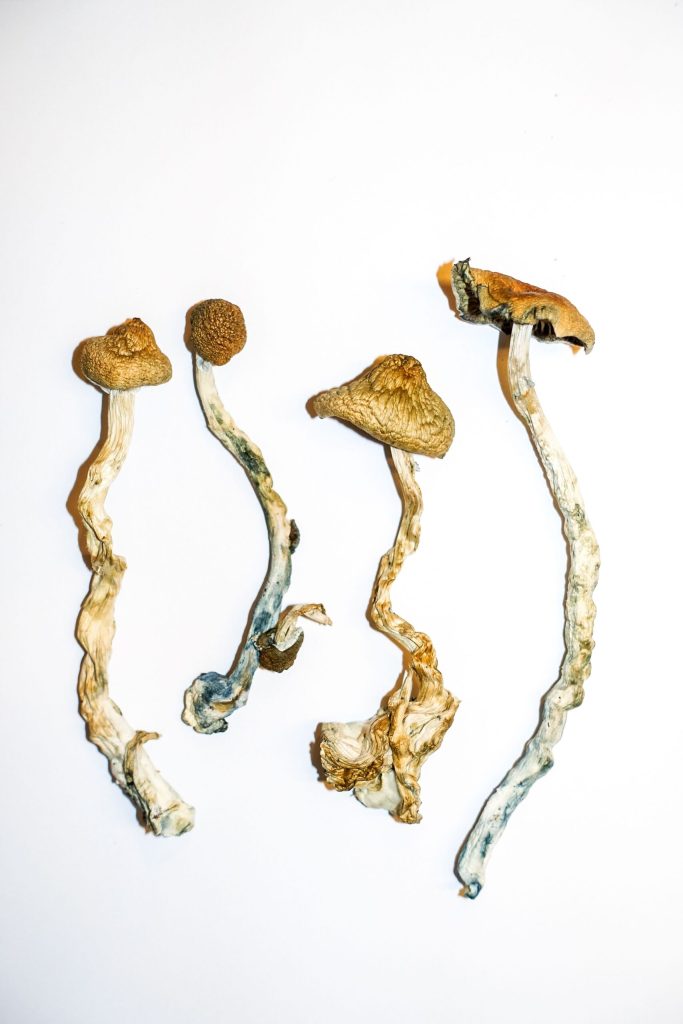 Golden Teacher Mushrooms Massachusetts