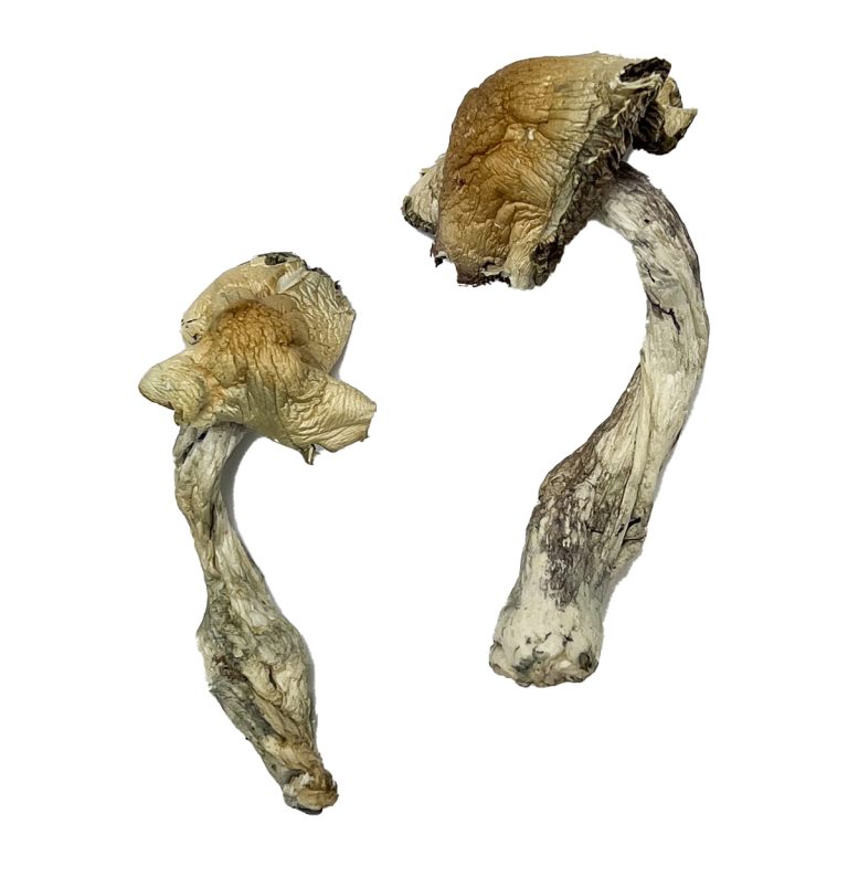 Psilocybe Cubensis | Magic Mushrooms