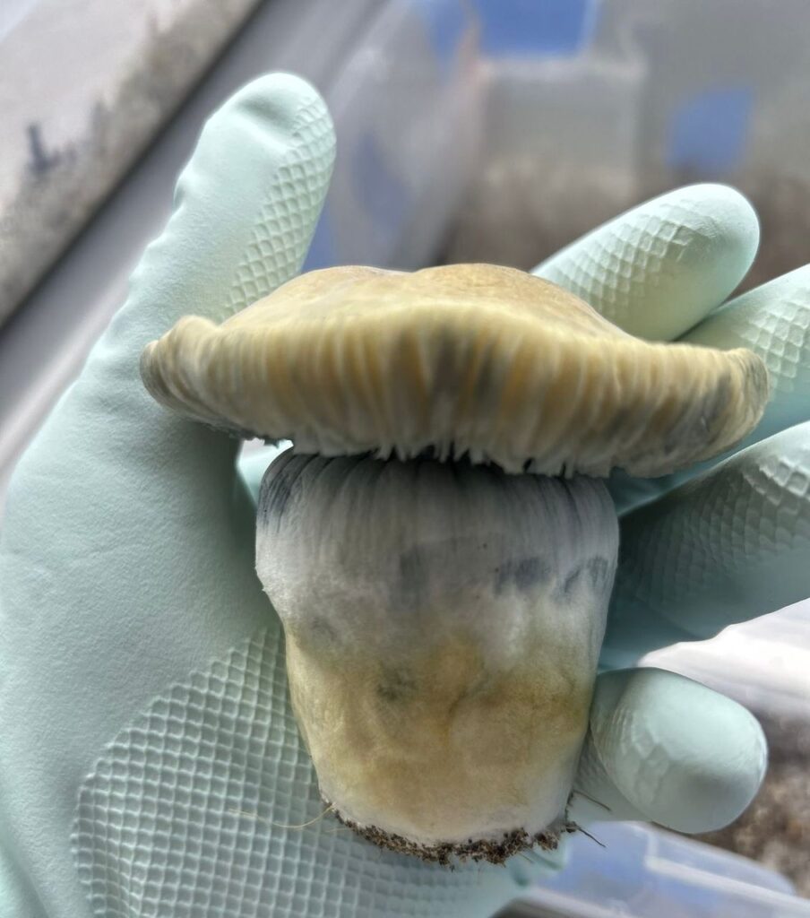 Order Mushrooms Legally in Washington DC