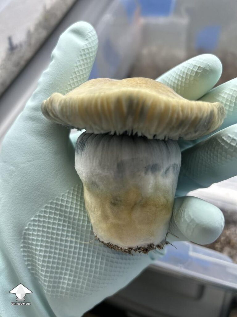 Mushroom Farm Near Me